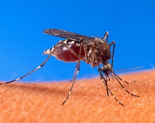 mosquito_biting_human.jpg