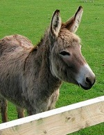 010411-donkey.jpg