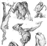 Primates-drawing_thumb.jpg
