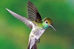 hummingbird_1_thumb.jpg